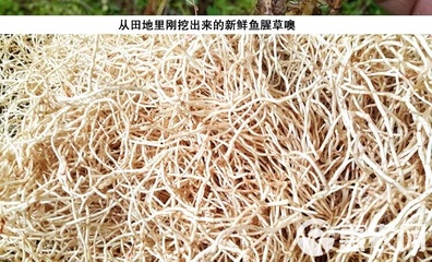 魚腥草根